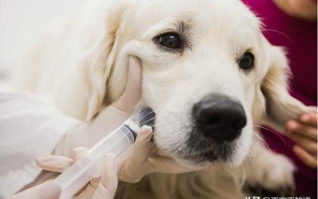 宠物医院体内外驱虫多少钱