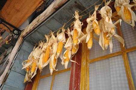 玉米怎么最快晒干 玉米怎么最快晒干