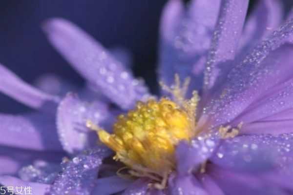 纯露需要稀释吗 纯露需要稀释吗