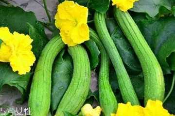 丝瓜水可以湿敷吗?丝瓜水湿敷好不好 丝瓜水可以湿敷吗?丝瓜水湿敷好不好