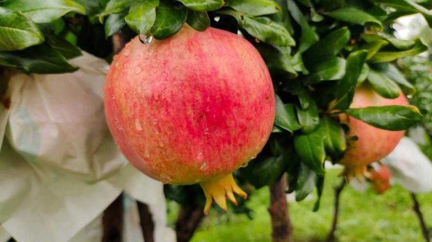 代表金榜题名的四种水果