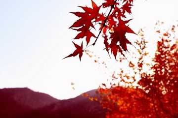 枫叶红发色会不会太红?枫叶红发色日常吗 枫叶红发色会不会太红?枫叶红发色日常吗