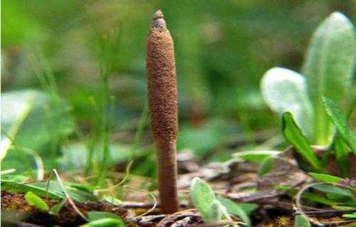 怎样种虫草花?6步教你种出高品质虫草 怎样种虫草花?6步教你种出高品质虫草