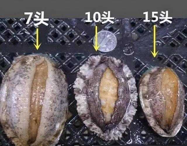 鲍鱼怎么分辨几个头 鲍鱼怎么分辨几个头