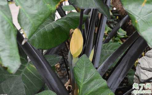 海芋怎么养长得好？养海芋哪些事项是要注意的