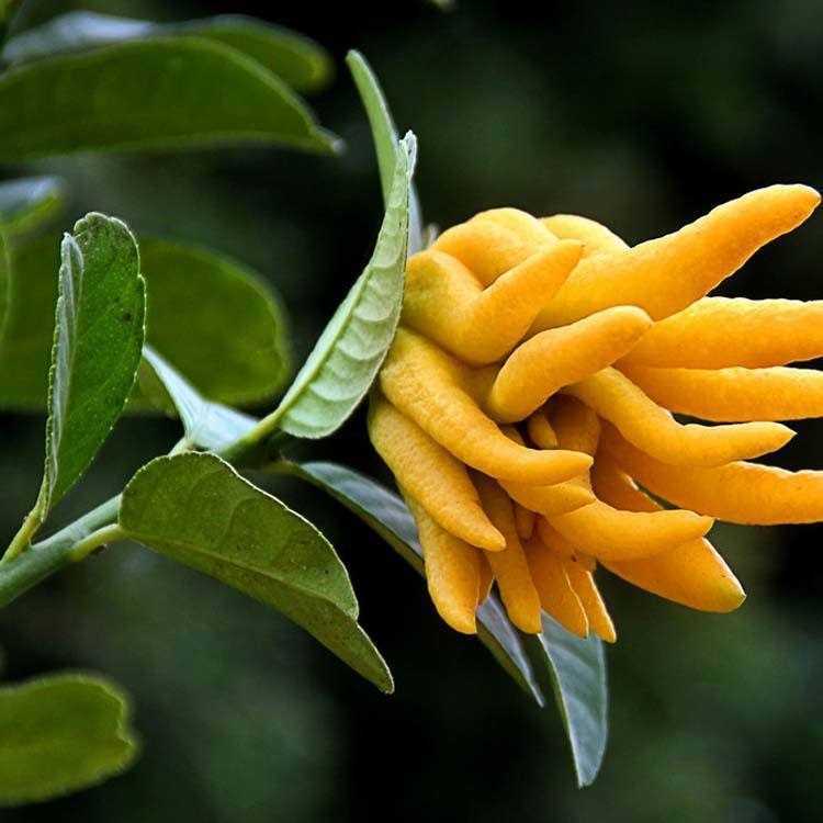 佛手柑精油的功效与作用