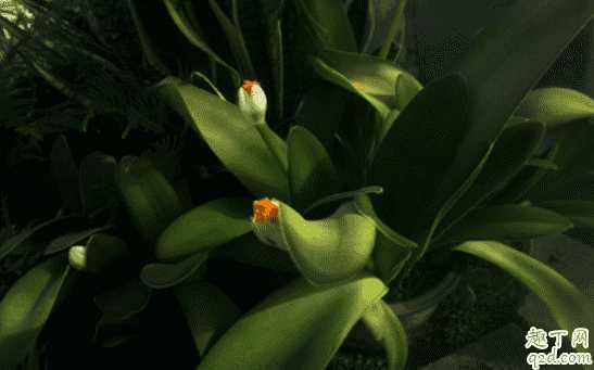 虎耳兰开花吗?虎耳兰怎样养花开的旺盛 虎耳兰开花吗?虎耳兰怎样养花开的旺盛