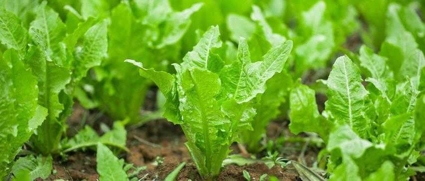 二月份可以种什么菜？二月份适合种什么农作物？