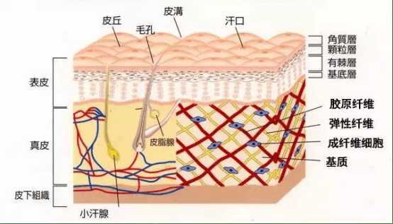 八款抗皱抗老面霜测评对比表现—赫徕、赫莲娜、修丽可、HBN