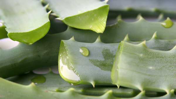 芦荟胶究竟用多久才有效果呢?芦荟凝胶去除青春痘多久有效? 芦荟胶究竟用多久才有效果呢?芦荟凝胶去除青春痘多久有效?