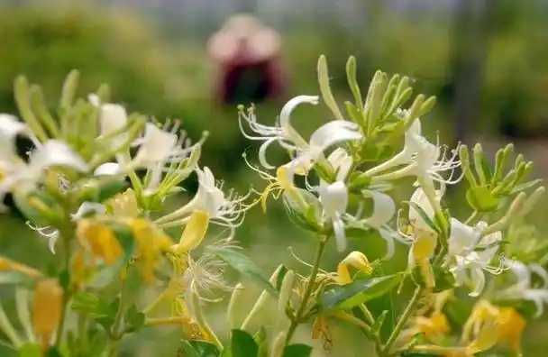 金银花的功效与作用及食用方法 金银花的功效与作用及食用方法