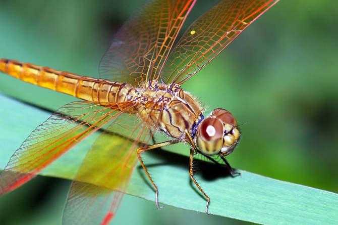 蚊子最怕的3个克星 蚊子最怕的3个克星