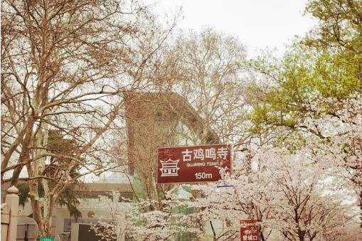 鸡鸣寺的樱花开了是什么意思 鸡鸣寺的樱花开了是什么意思
