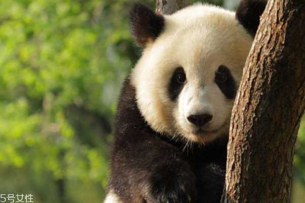 黑眼圈很重是什么原因 原因可不止熬夜这一个