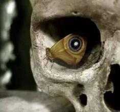 10个最吓人的蝴蝶照片 10个最吓人的蝴蝶照片