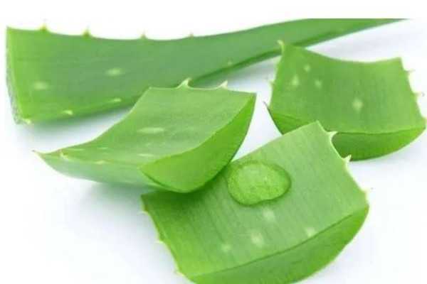 新鲜芦荟擦脸过敏了怎么办