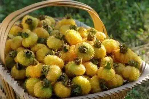 刺梨的功效与作用是什么？刺梨这种水果有什么益处