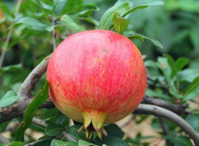 石榴是什么季节水果