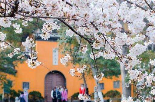 鸡鸣寺的樱花开了是什么意思 鸡鸣寺的樱花开了是什么意思