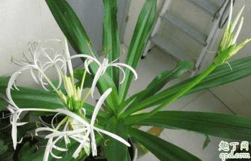 虎耳兰开花吗?虎耳兰怎样养花开的旺盛 虎耳兰开花吗?虎耳兰怎样养花开的旺盛