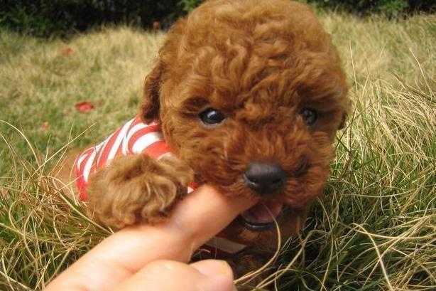 如何识别纯种泰迪? 如何识别纯种泰迪?