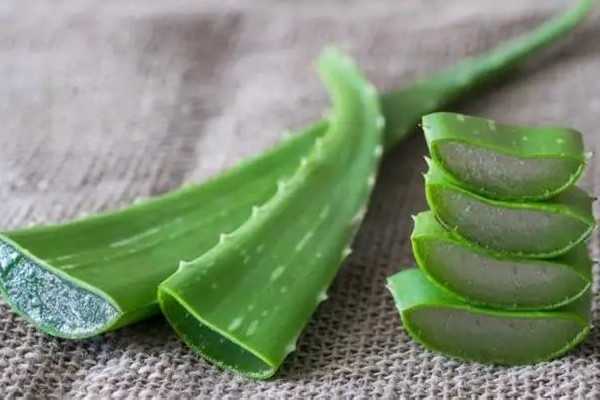 新鲜芦荟擦脸多久洗掉 新鲜芦荟擦脸多久洗掉