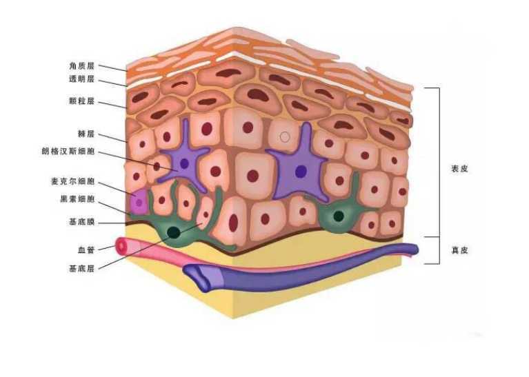 晒后修复面膜用什么成分好？晒后修复能用药妆吗