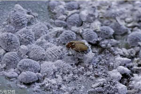 口红是什么虫子做的? 口红是什么虫子做的?