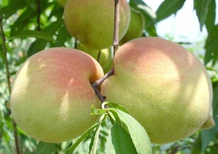 翁源鹰嘴桃哪里的最正宗 翁源鹰嘴桃哪里的最正宗