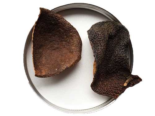 陈皮的十大功效与作用 陈皮的主治功效 陈皮的十大功效与作用 陈皮的主治功效