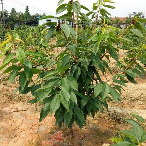 车厘子树苗长什么样 车厘子树苗长什么样