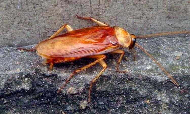 酒精能杀死蟑螂吗