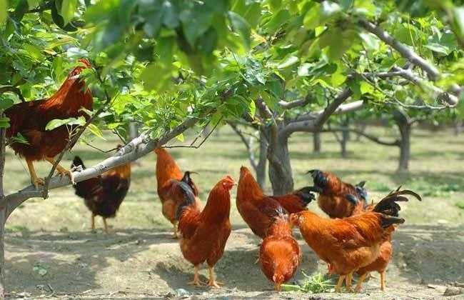 肉鸡和溜达鸡有啥区别