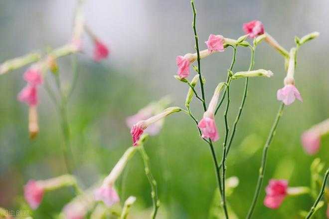 芳华待灼 砥砺深耕 履践致远是什么意思 芳华待灼 砥砺深耕 履践致远是什么意思
