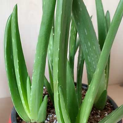 芦荟怎么做面膜?怎么用芦荟做面膜 芦荟怎么做面膜?怎么用芦荟做面膜