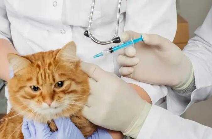 宠物医院体内外驱虫多少钱