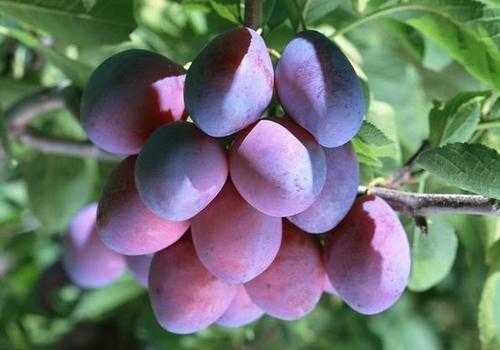 西梅汁真的可以减肥吗? 西梅汁真的可以减肥吗?