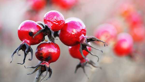 皮肤干燥怎么办?皮肤干燥宜吃6种滋润食物 皮肤干燥怎么办?皮肤干燥宜吃6种滋润食物