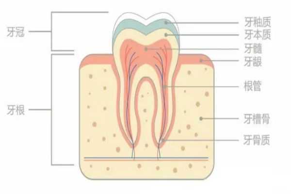 美牙仪伤牙齿吗 美牙仪伤牙齿吗