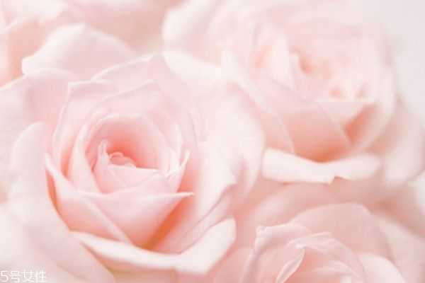 橄榄油面膜怎么做 橄榄油面膜作用