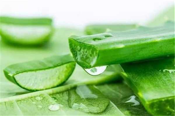 芦荟胶淡化疤痕吗?芦荟胶有什么用途 芦荟胶淡化疤痕吗?芦荟胶有什么用途