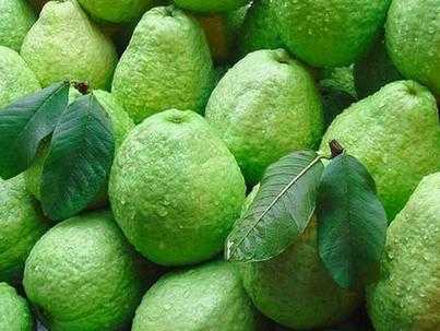 番石榴可以放多久