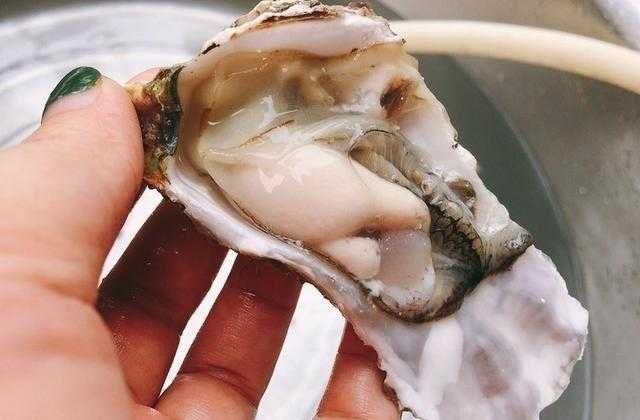 生蚝开壳是不是死了 生蚝开壳是不是死了