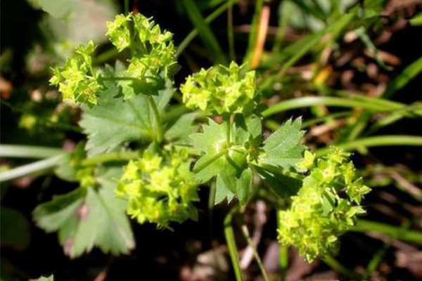 娇韵诗美白淡斑水乳怎么样 娇韵诗美白淡斑水乳怎么样