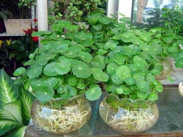 铜钱草放在什么位置好