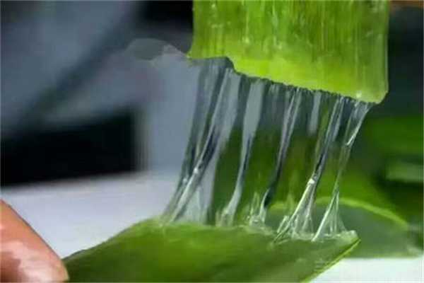 芦荟灌肤会过敏吗？芦荟灌肤真的有用吗