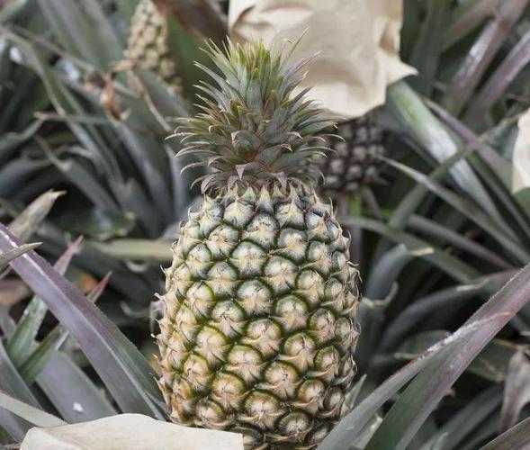 凤梨不熟怎么办？