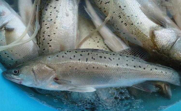 养殖水产品哪个利润高 养殖水产品哪个利润高