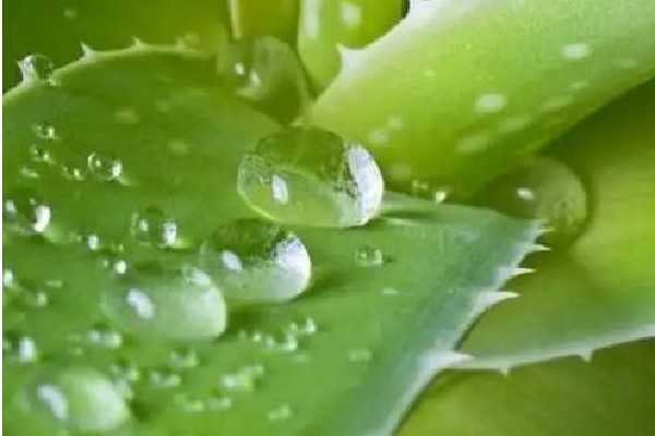 新鲜芦荟可以修复疤痕吗 新鲜芦荟可以修复疤痕吗