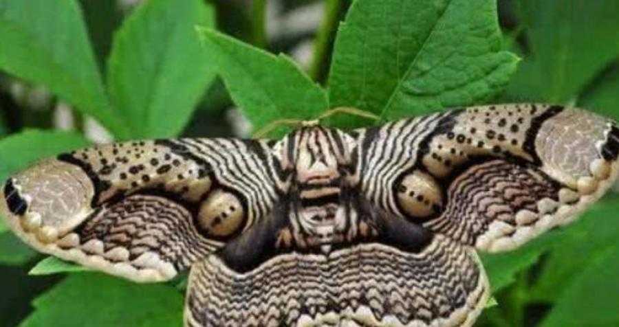 10个最吓人的蝴蝶照片 10个最吓人的蝴蝶照片